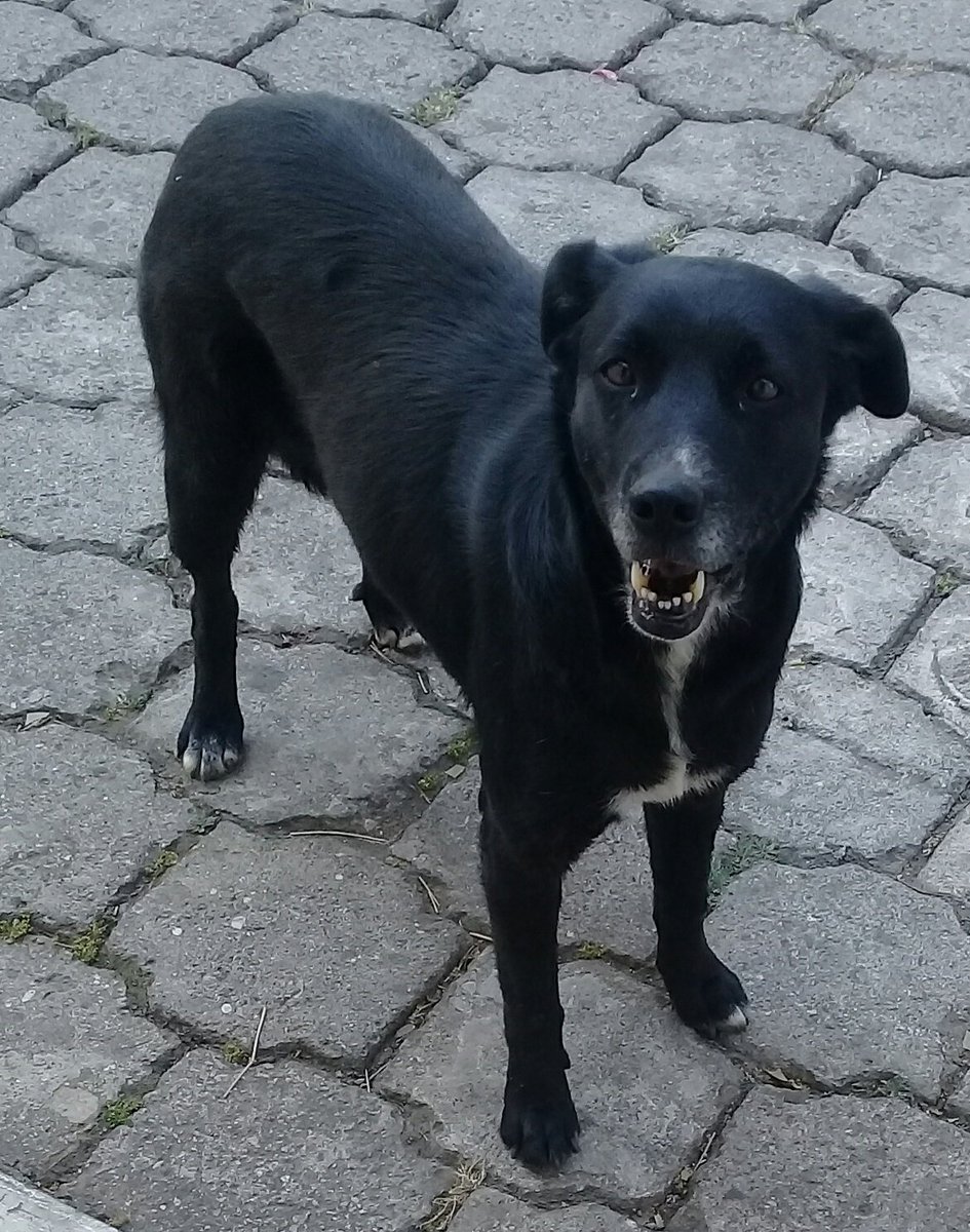 JaimeFl92965181's tweet photo. #Rocco ooooo...!!!!
Donde estas muchacho...!
No has venido hoy y ya empezΓ³ el #ToqueDeQuedagt
Amigo mΓo,,, on tas...!!!??
Y la #Minicapsula?
Chingao le viene del norte mi amistad al cerolio.
Cabron.
16:05 hrs. 14/04/20
βββββββπ https://t.co/2XJHJg5438