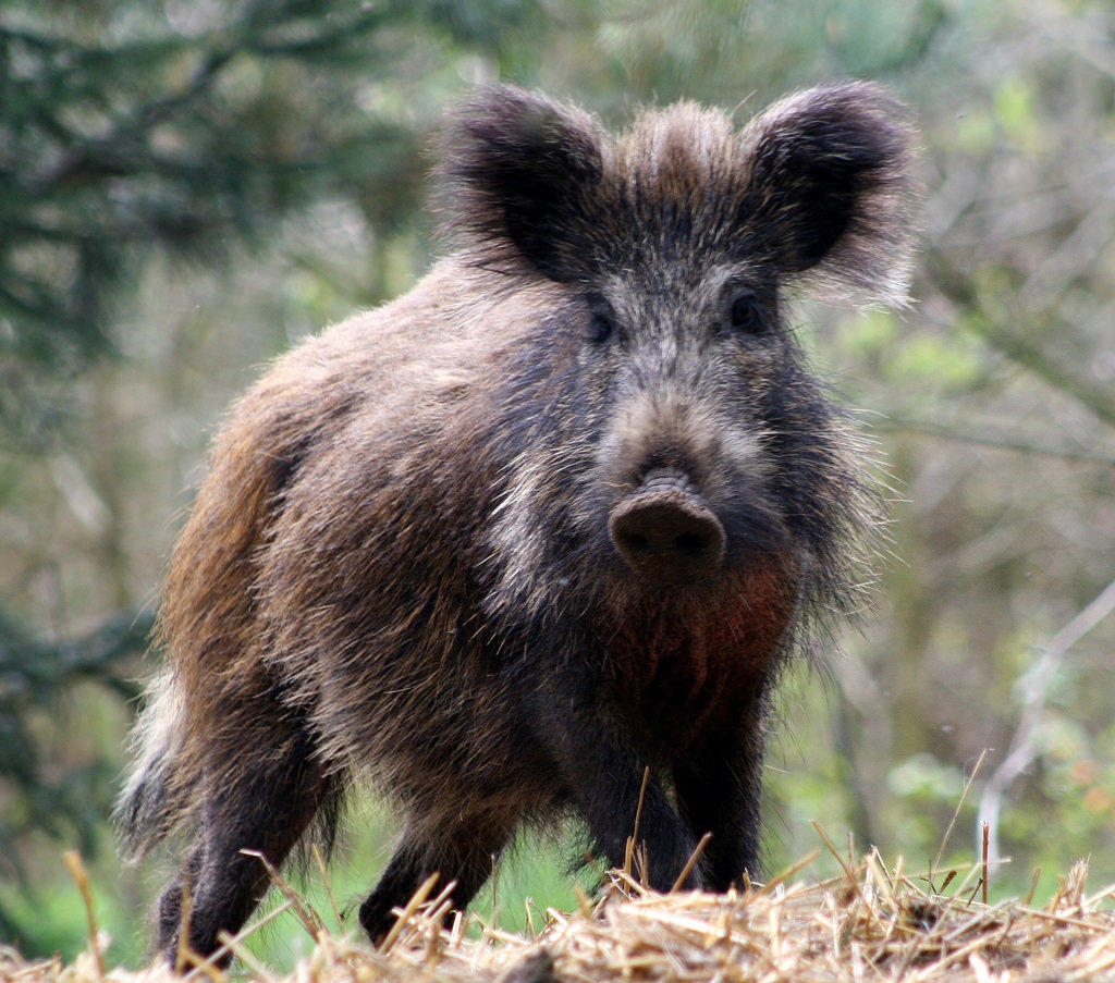 The feral pig is a swine of many names. It is also known as a wild boar, wild pig, or Sus scrofa (scientific name), to name a few. The reason I always refer to this animal as a feral pig, at least in North America, is because it's the most accurate.  #WhosePoo