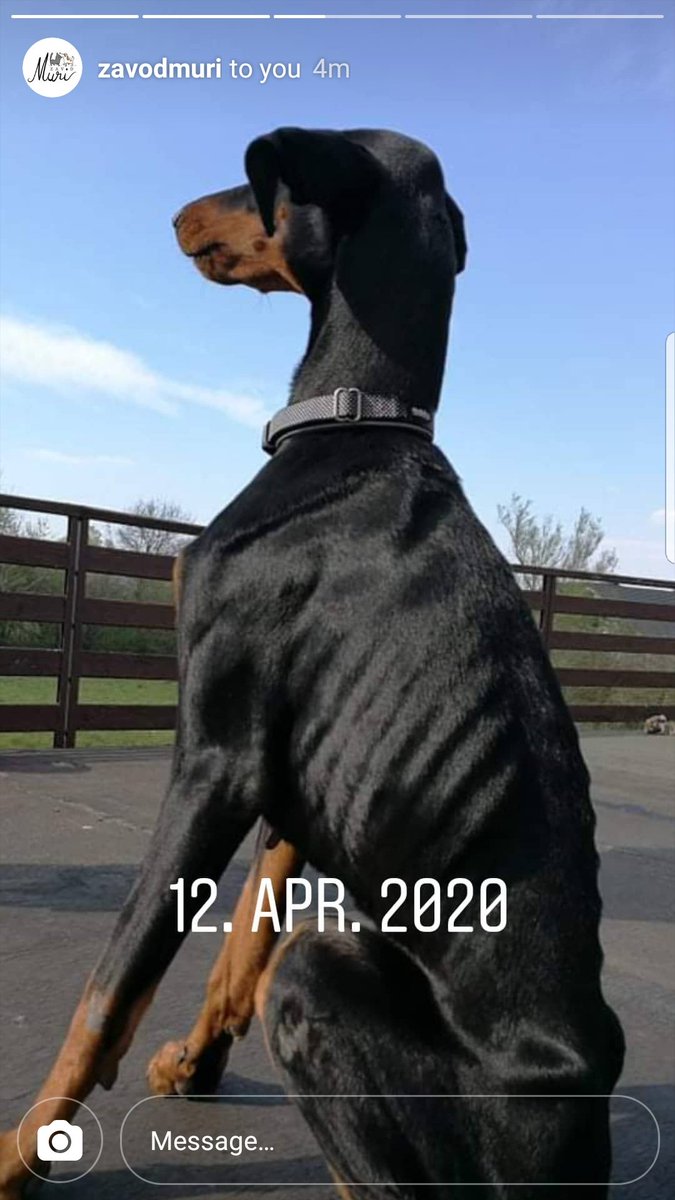 MayaTheIndigo's tweet photo. This is Gaja #doberman #helpdogsinneed #adoptdontshop https://t.co/ten3i9KnLy