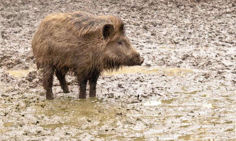 The wild boar is native to Eurasia, but since has been introduced to literally all parts of the globe (including well-known island nations like Hawai'i, Aotearoa (New Zealand) & much smaller islands too).  #WhosePoo