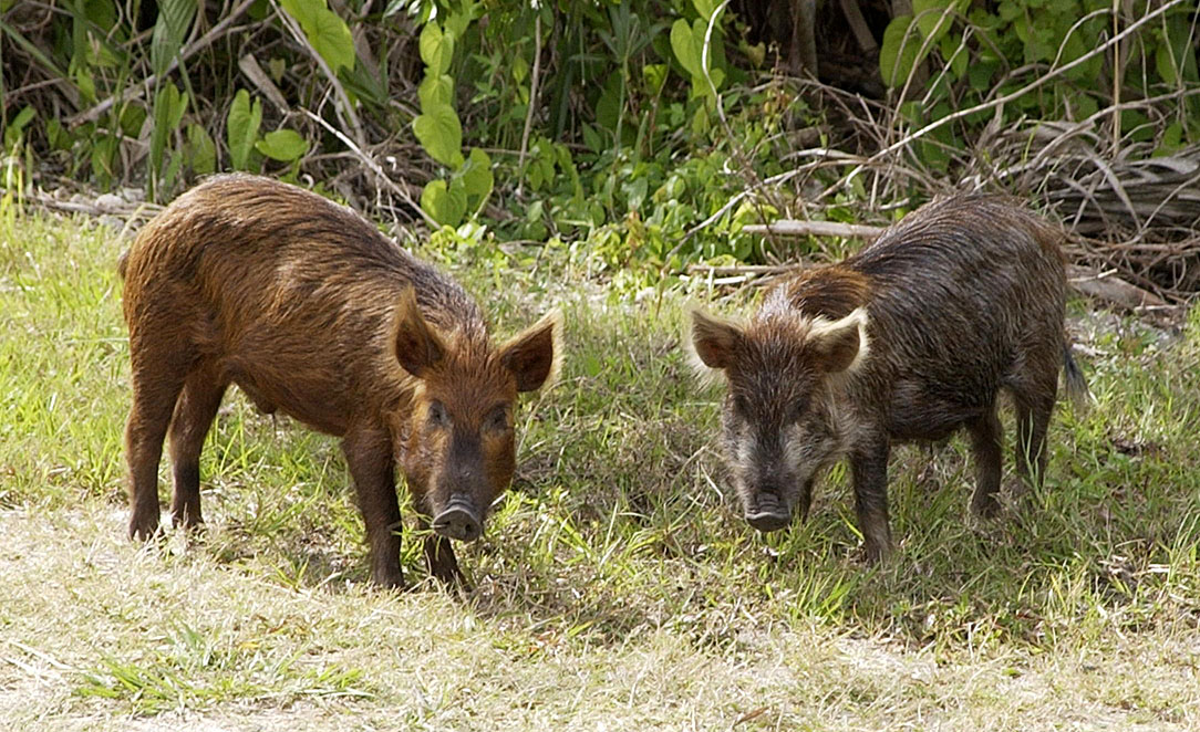 In many places where it now occurs, the wild boar is considered invasive, meaning it causes damage to the native environment in which it occurs. They can have lots of damaging effects to ecosystems. Especially ones that are more sensitive to disturbance.  #WhosePoo