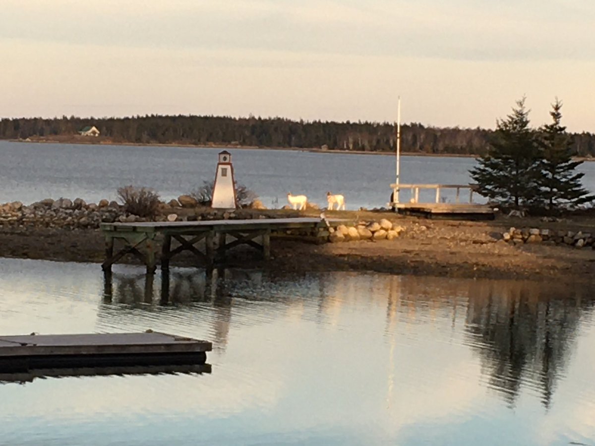 Halifax Seed Turf tweet media