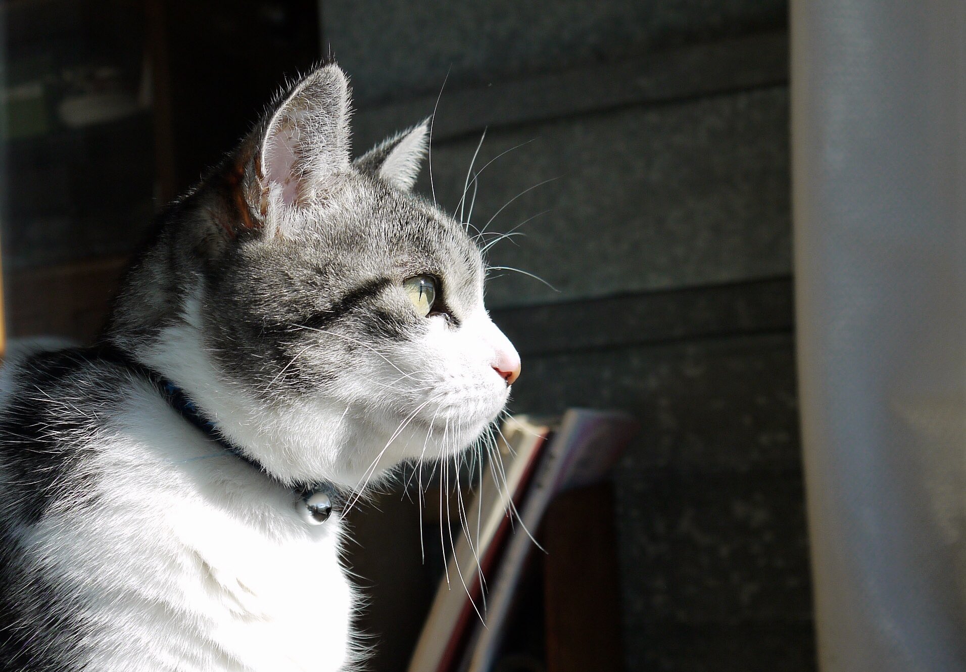 まさ メル 光を見つめて チョビ サバトラ 猫 ネコ T Co L3hrvkc1is Twitter