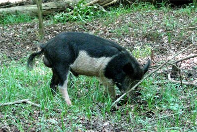 Ecosystems like wetlands & swamps, like  @CongareeNPS, are especially susceptible, & also seem to be a favored place for feral pigs.They destroy native habitat by digging up veg, creating wallows, & disturbing plants that are more sensitive to this kind of disturbance. NPS