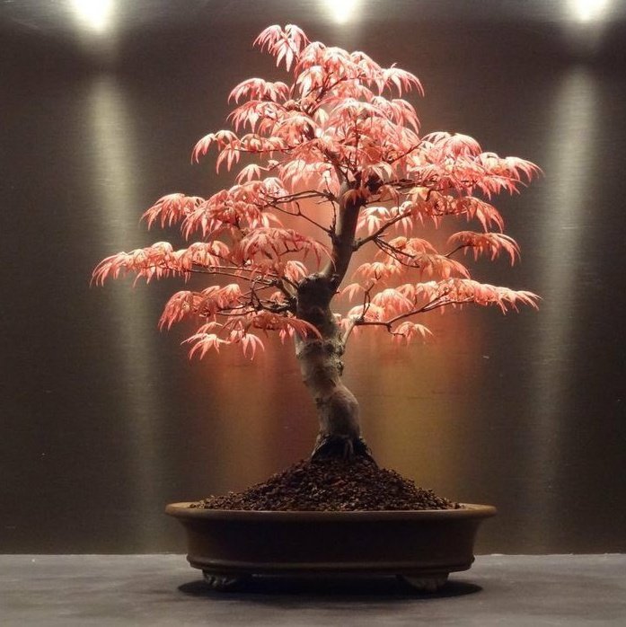 🎍