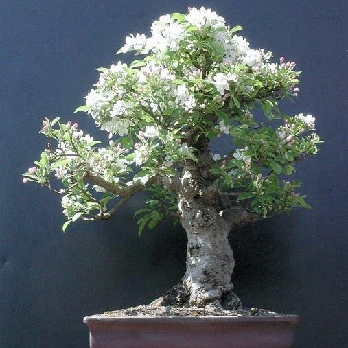 🎍