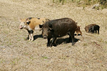 Back to the point abt them eating everything, though. They're omnivorous & super adaptable, so that means they'll eat whatever they can find in their environment. This also means that telling their poo (this is a poo-identification thread, after all!) can be difficult. #WhosePoo