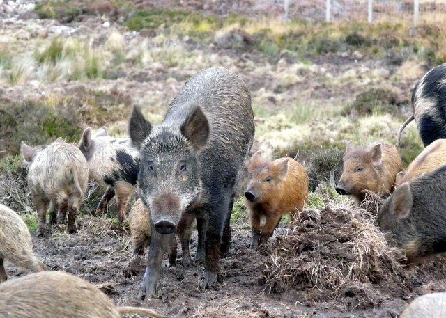 One clue not given in the doo pic I shared was that  @BotanyBrooke, who took the photo, saw evidence of pig "rooting" near the poo she found. In this pic, we see how the vegetation has been overturned a bunch by these piggys. If you've seen it before, it's very recognizable.