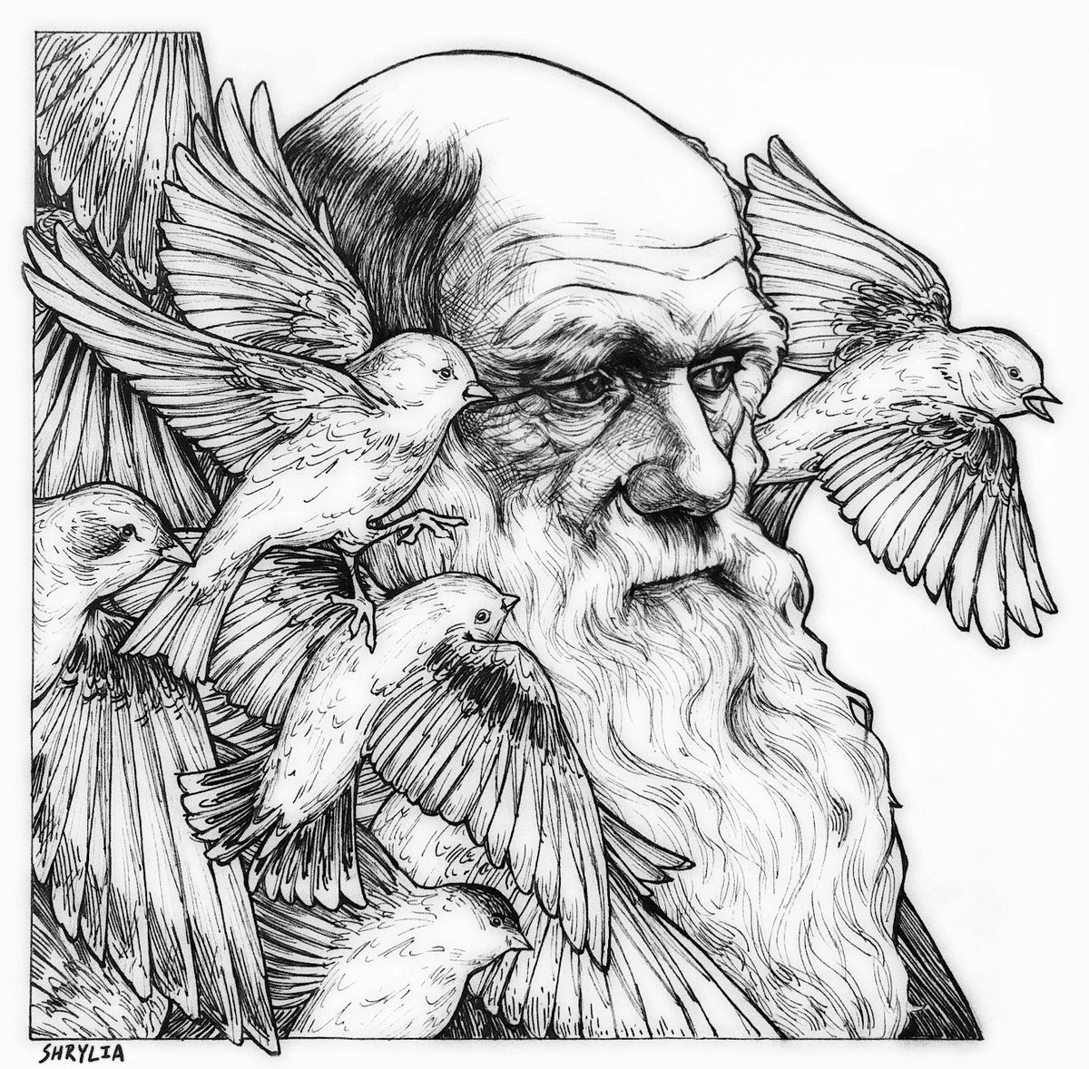 darwin's finches
micron pens on illustration board! 