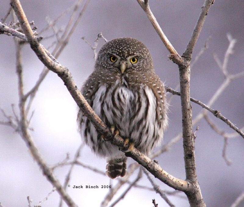 BirdPerHour's tweet photo. #birdbot https://t.co/VuXV9su3ZL