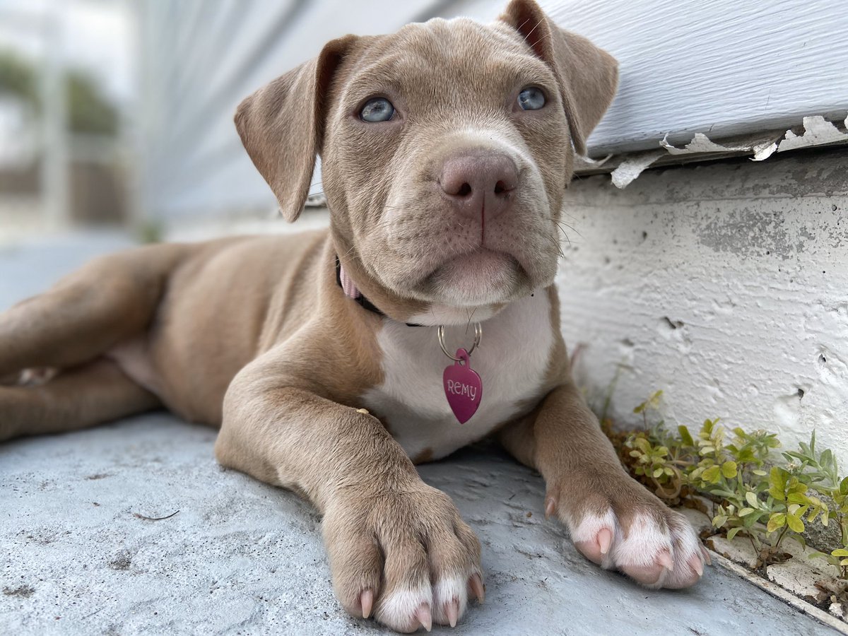nicki_amberO5's tweet photo. Remys 9 weeks old tomorrow, my nuggy is growing so fast 😭😭 #pitty #pitpup https://t.co/larjiF1h9o