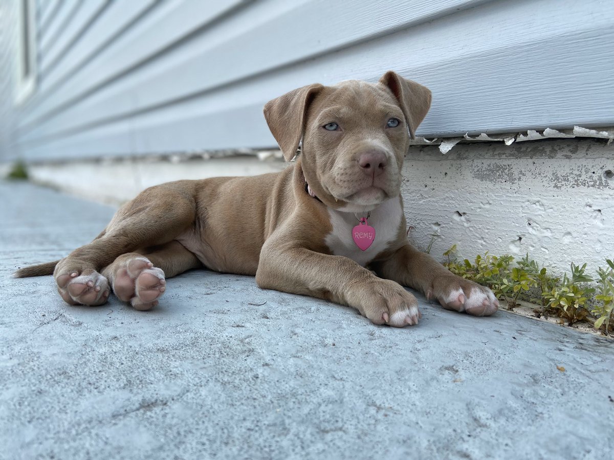 nicki_amberO5's tweet photo. Remys 9 weeks old tomorrow, my nuggy is growing so fast 😭😭 #pitty #pitpup https://t.co/larjiF1h9o
