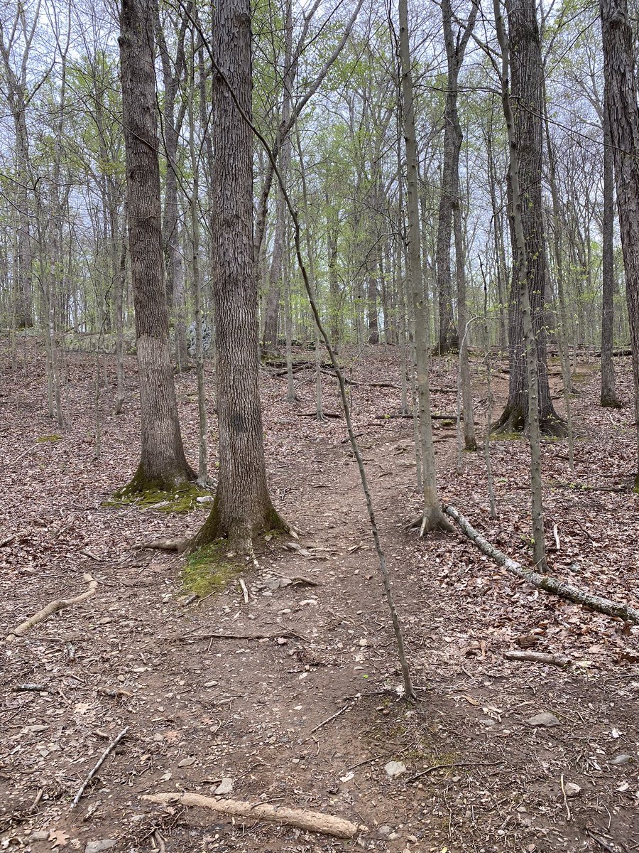 As we head up a steep hillside, you can see the tree species and soil type shifting rapidly back to that piedmont type. This park seriously straddles SO MANY kinds of forest biomes and soil types! Huge biodiversity for the eastern seaboard.