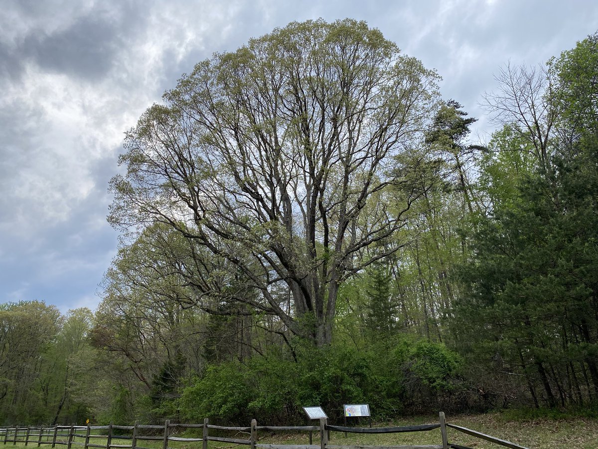 I mentioned that the park was largely converted over from small communities and farmland, right? There’s a few old-growth trees, like this truly majestic oak near the visitor center. This grand tree is several hundred years old and about 120 feet tall.