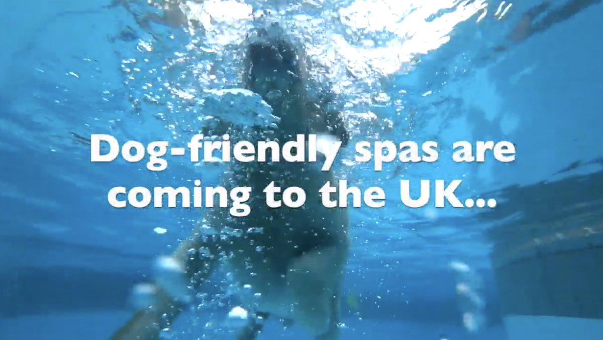 Campaign: Dog-friendly spas coming to the UKURL:  https://www.spaseekers.com/spa-blog/dog-friendly-spasEmotion: Joy/surprise Links: 147