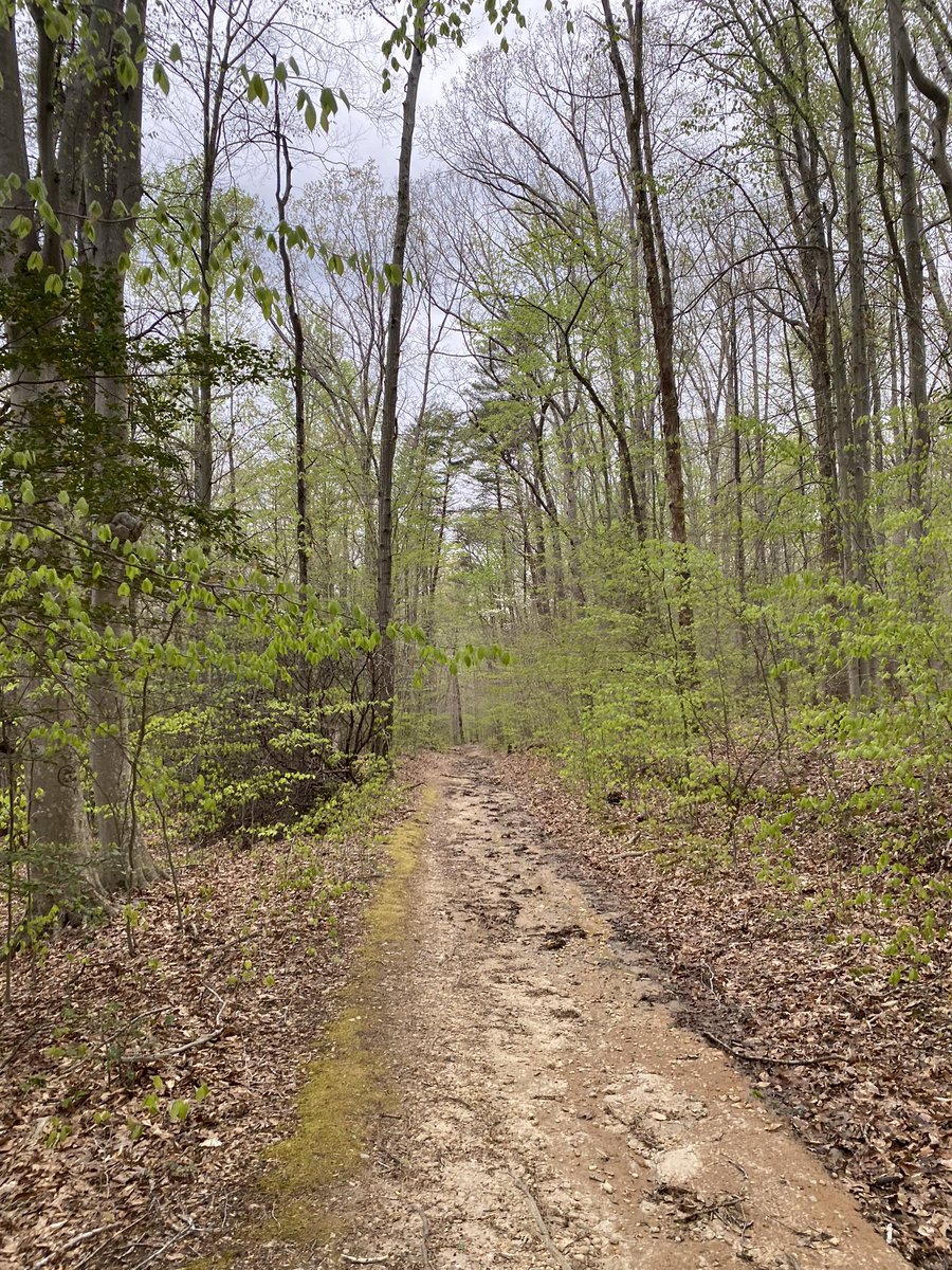 As you head down South Orenda Rd (a relic of the farming community that once sat on this land), you become exposed to the changes in the forest’s biome. This is a succession forest - transitioning from fallow farmland to pine woods, and then to the famed eastern hardwoods.