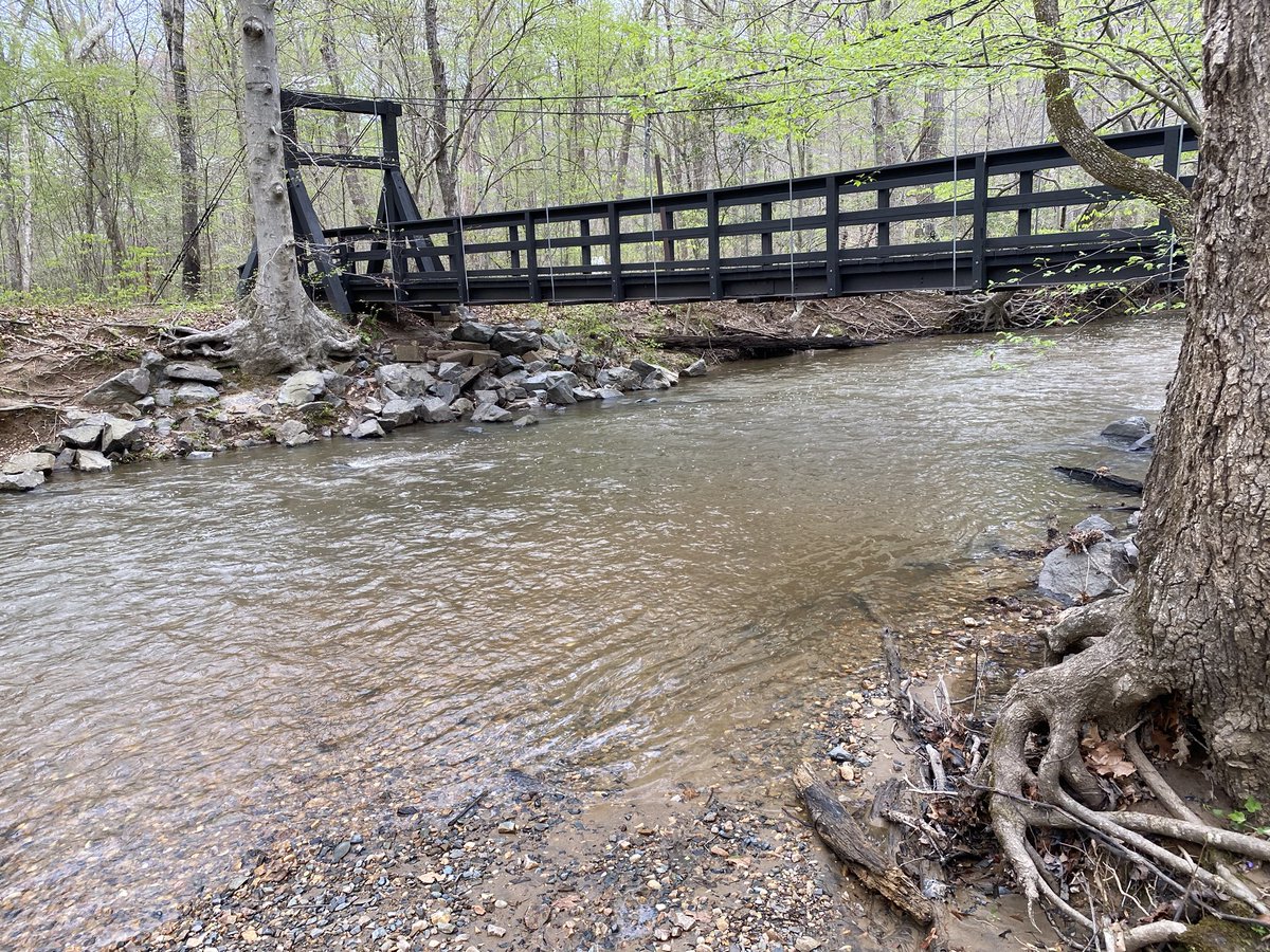 The forest road dead-ends at the Laurel Loop’s creekside portion: this is the South Fork of Quantico Creek, the watershed that is almost entirely contained within the park. High water levels, but very few suspended particulates: this is *good*! Humans cause sick waterways.