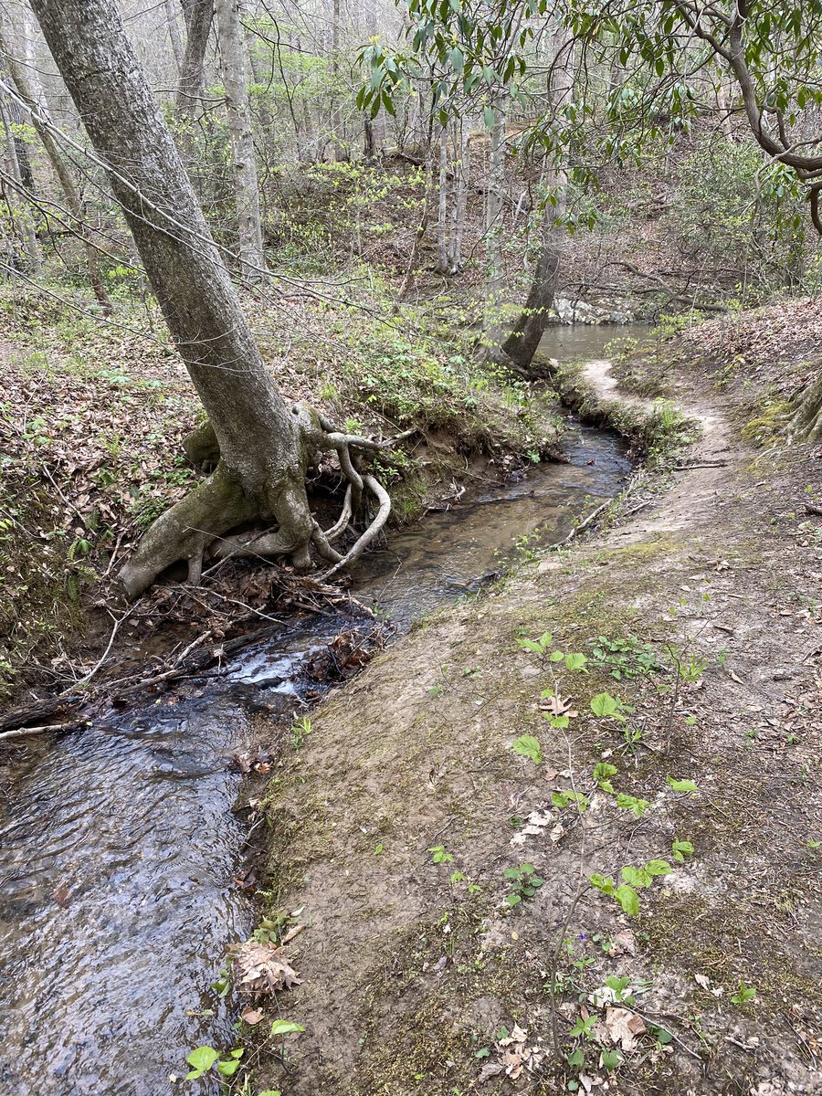 I traipsed off the main path onto a branching trail because I really, really love streams. This one is a real babbler. Lots of small, smooth stones and a fairly steep gradient keep it chattering away. So peaceful.