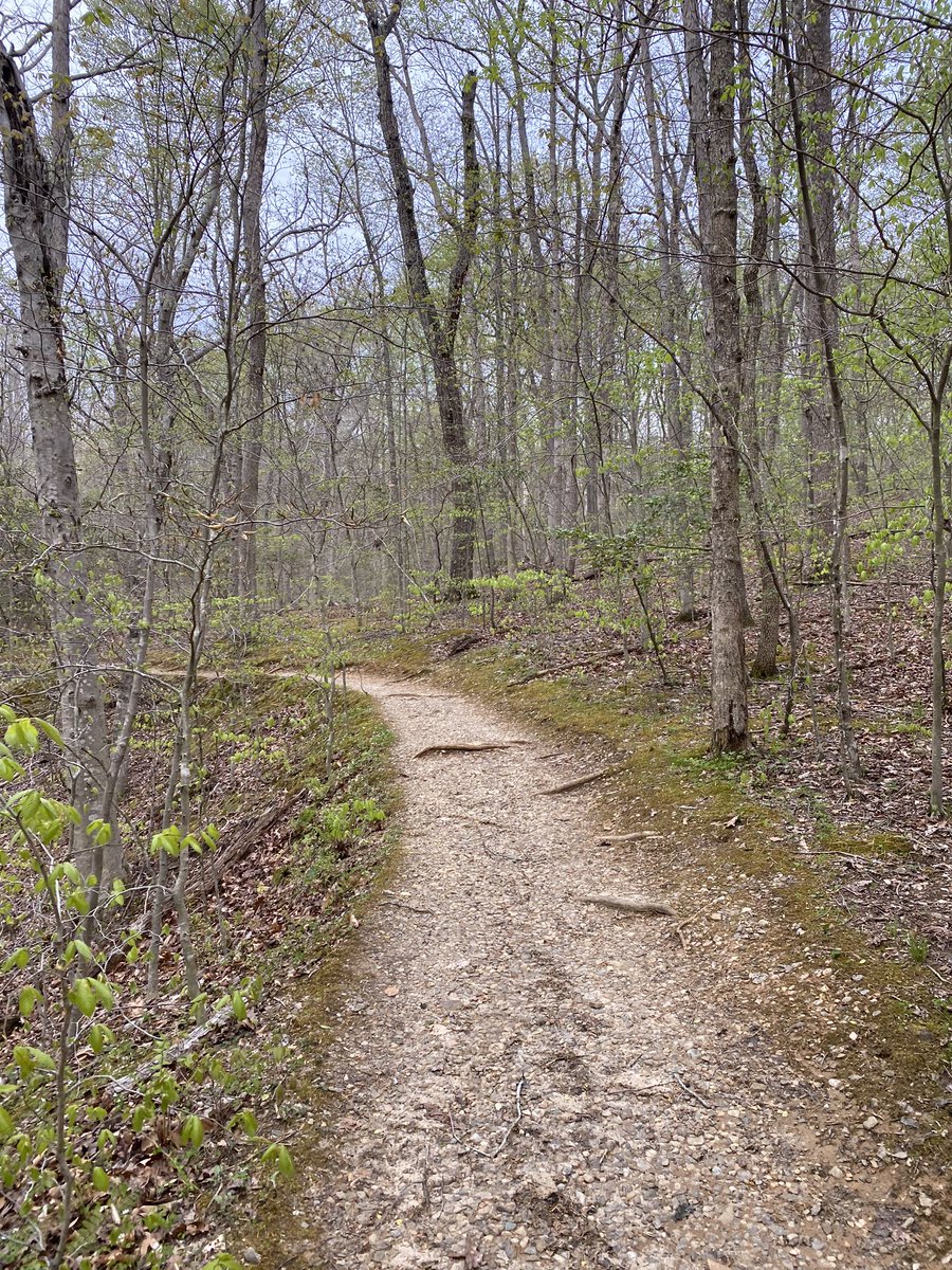 The path takes you up a series of fairly steep riverside bluffs. Notice the change in the soil? The path is now naturally sandy, as we’ve crossed from piedmont soils & bedrock onto the coastal transition plain (which used to be underwater!)