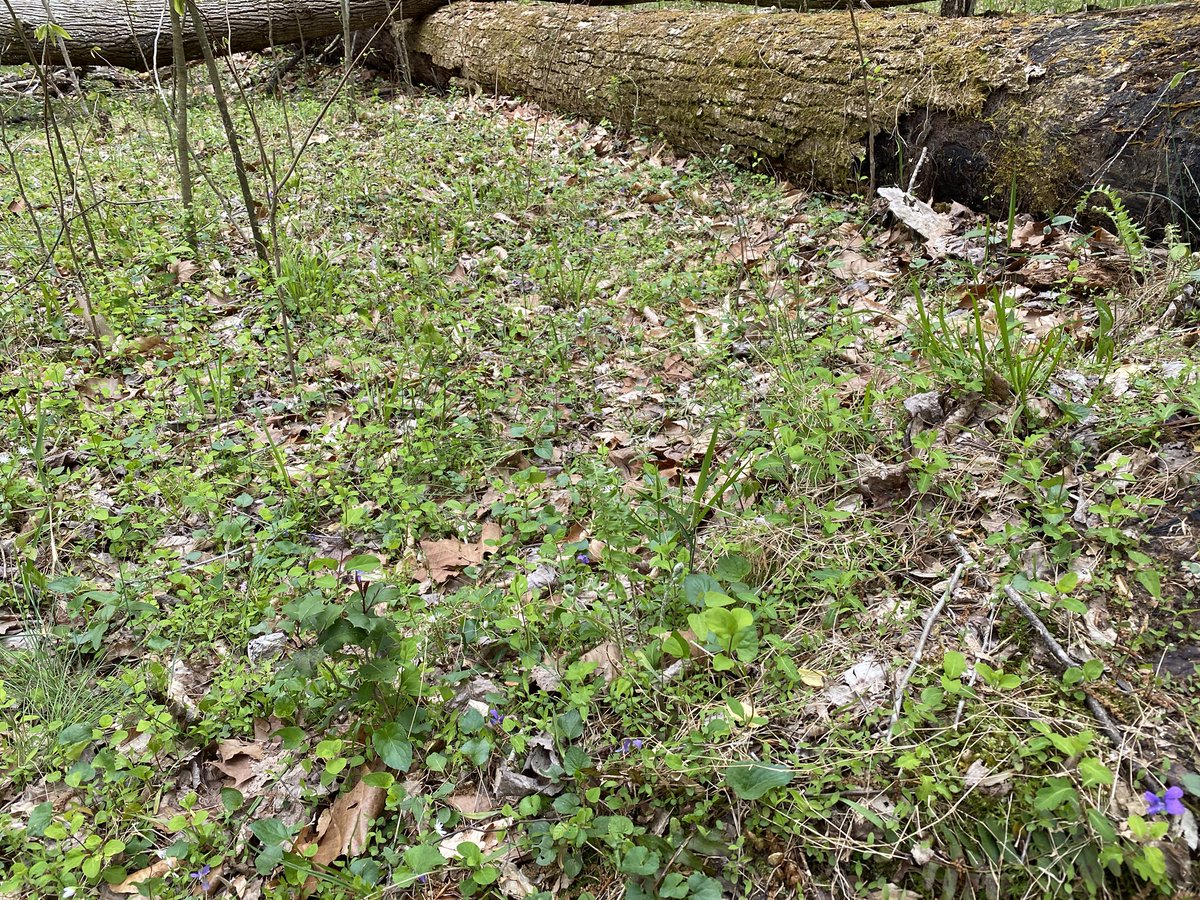 As we continue along the very moist bottomlands along the stream, carpets of spring ephemerals pop up all over in the rich alluvial soil. The hillsides have more impoverished, rocky soils, and ground cover is less widespread. The heavy leaf litter also suppresses growth.