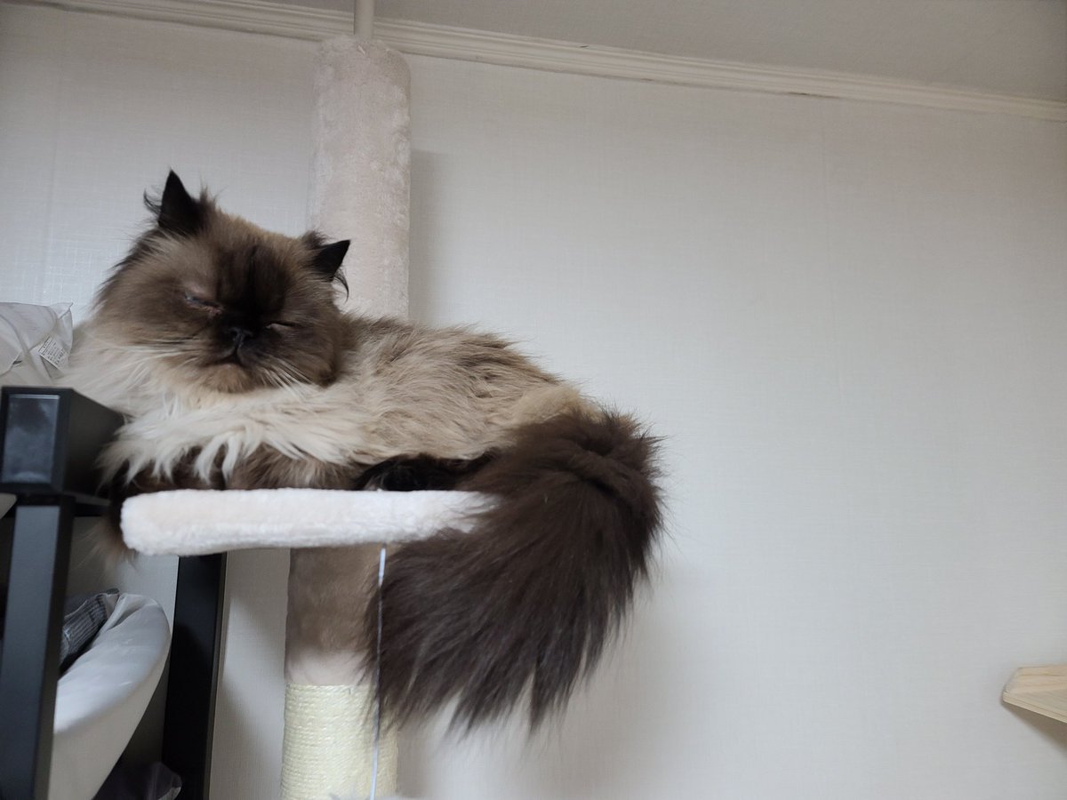 어쩌다보니 무리에서 뒤쳐지고 도태되고 버림받고 적응하지 못한 아이들이 모이게됫다
너무 소심해서 자기들끼리의 하악질도 제대로 못하고 눈치만보는 아가들
근데 소심이들끼리도 서열을 정하기는 하는구나♡♡

#구름이 #모찌 #산이 #3냥이 #냥집사 #사지말고입양하세요 #유기묘 #부적응냥이