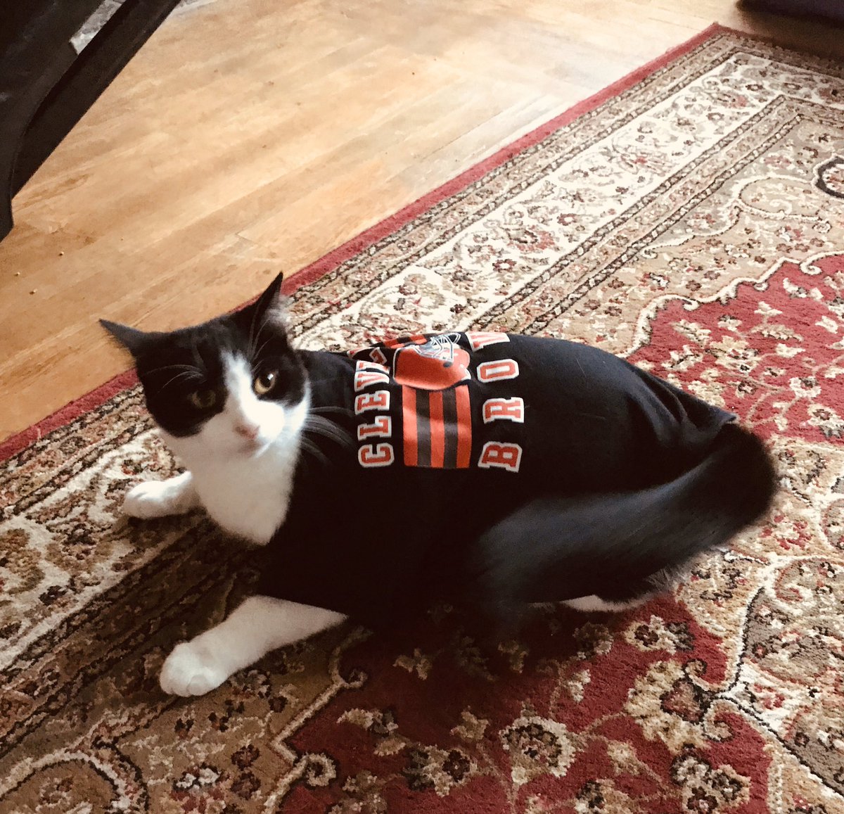 BMeowfield's tweet photo. From one Baker to another Happy Birthday, sincerely Baker Meowfield. #Browns #cheers https://t.co/vrPF7uSbV8