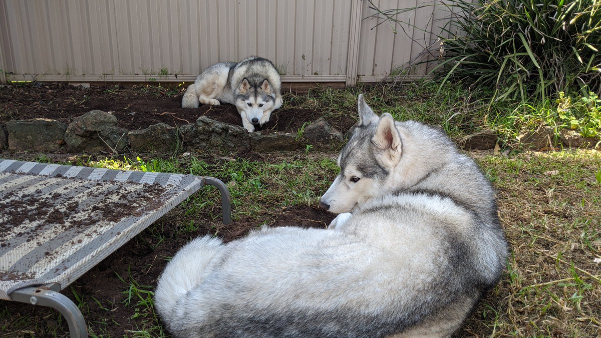 brushhour3's tweet image. "Look Dad, YOU were digging in the garden all-day yesterday. I'm sensing a double standard here." - Freja, Pup-ttorney at Law

#huskiesoftwitter #lawyerdog #diggingdog #butterwouldntmelt #huskylife #criticaldogs