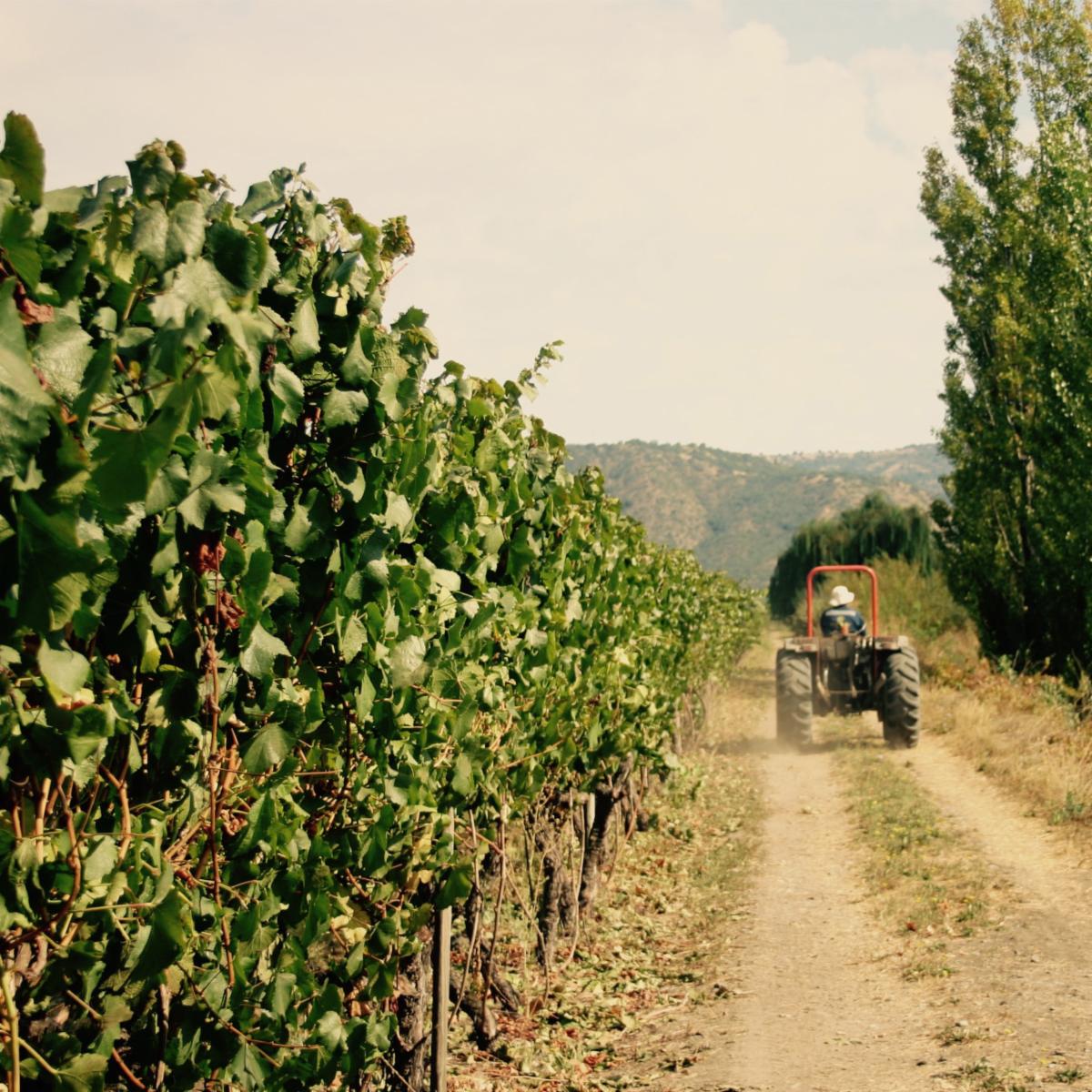 Did you know we offer select wines that span across multiple wine growing regions of Chile? Our most notable brand, Casa Nueva, has been producing high quality wines since the 1930’s. The vineyards and winery are located just a few miles from the foothills of the Andes Mountains.