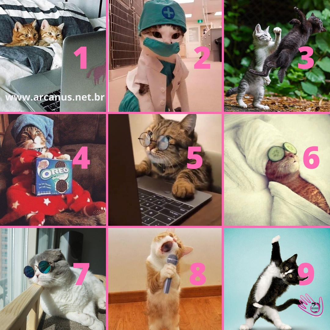 ArcanusConsult1's tweet photo. E aí? Qual gatinho te representa nessa quarentena?😅🐱

#arcanus #consultoriaescotérica #arcanustarotonline #tarotonline #tarot #quarentena https://t.co/eXdY7H9CNT