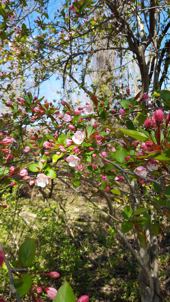 A pic a day for 1 week, no ppl, no explanations. U nominate someone different daily. I was challenged by <a href="/MaureenTrusky/">Maureen Trusky, CMP</a> &amp; @pismoeyedoc. Here is what keeps me sane while self-pondering the beauty of #Philadelphia. I’d like to see what <a href="/DrBridgitte/">Bridgitte Shen Lee</a> is doing 😊 #WeAreInThisTogether