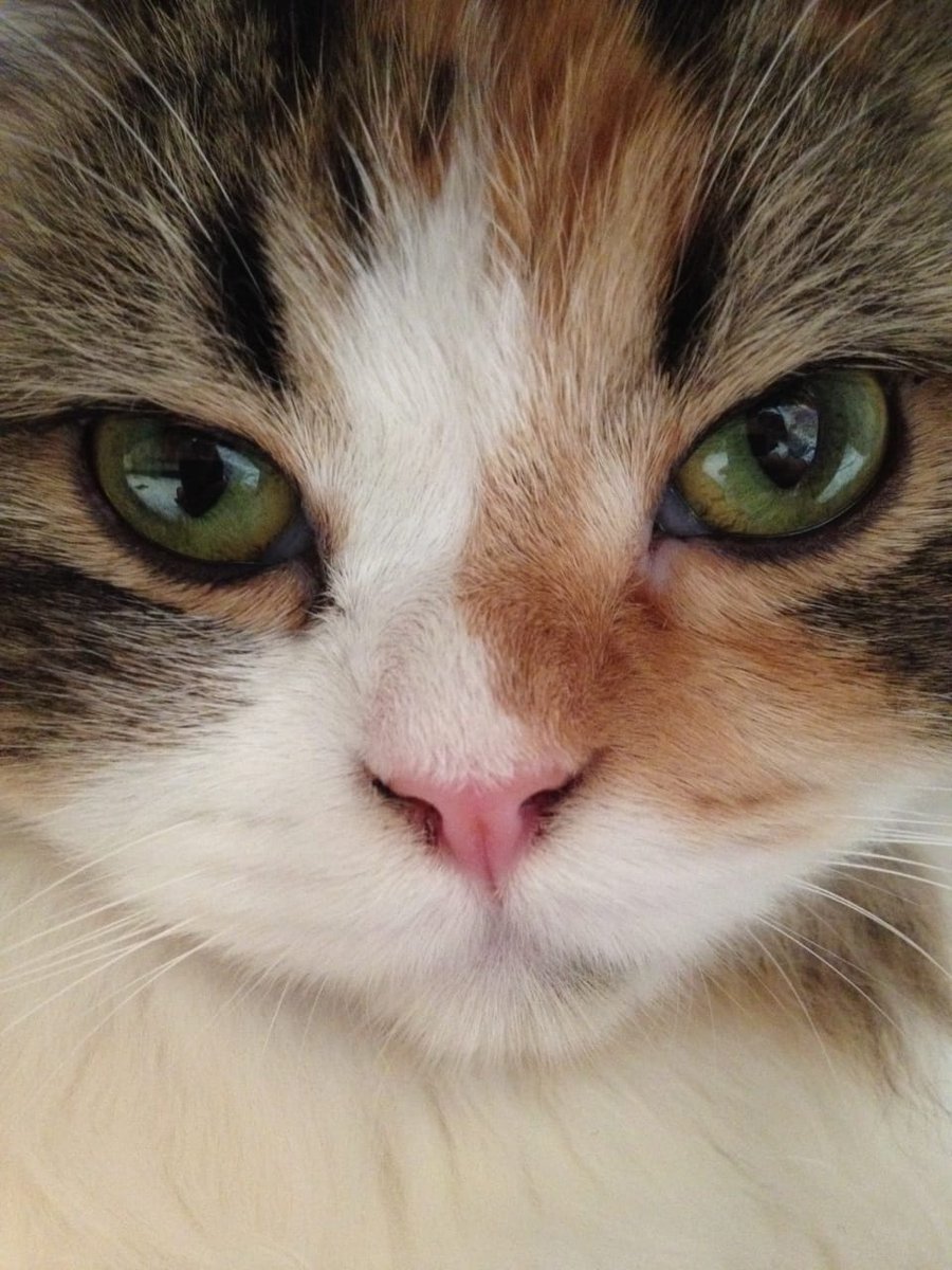 classofclassy's tweet photo. Do you have a cat ?
#petsofinstagram #CatsOfTheQuarantine #adoptpet https://t.co/Qtkwh5HxDN