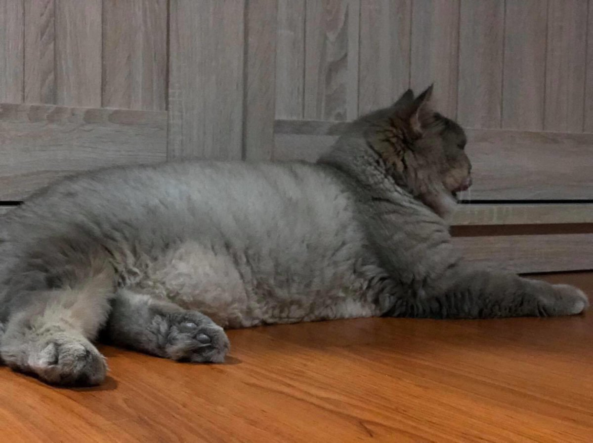 bonebonehub's tweet photo. “Don't sleep, fat. Mom. Let's go take a shower for a while.” https://t.co/dMM5Kr9GCJ