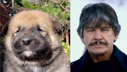 こんな人間観察も面白い！！猫顔・犬顔度100%の方々ｗｗ