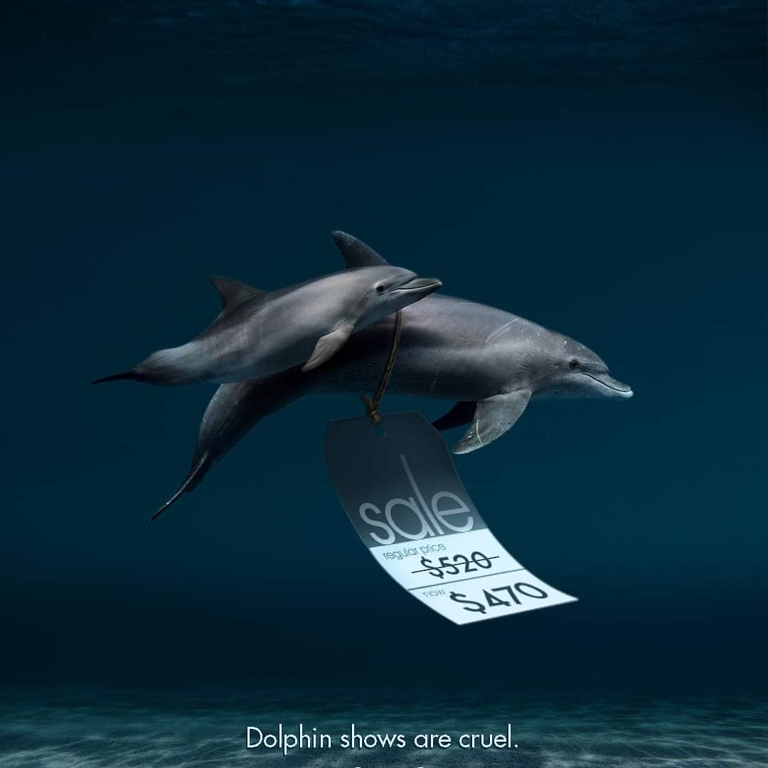 PigRegina's tweet photo. April 14 is Dolphin Day.
In YOUR eyes, seeing a dolphin in an aquarium can be fun or therapeutic.
This World Dolphin Day, let’s promise to stop the abuse of dolphins in the name of entertainment.
#dolphin #dolphinday #animalabuse #animaluseisanimalabuse #stopanimalabuse https://t.co/rBrpIj6QrF