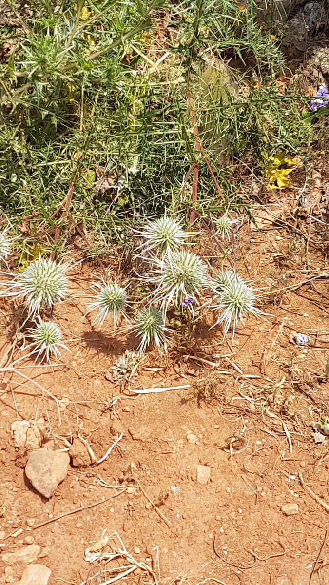 MMechrouh's tweet image. جمال الطبيعة