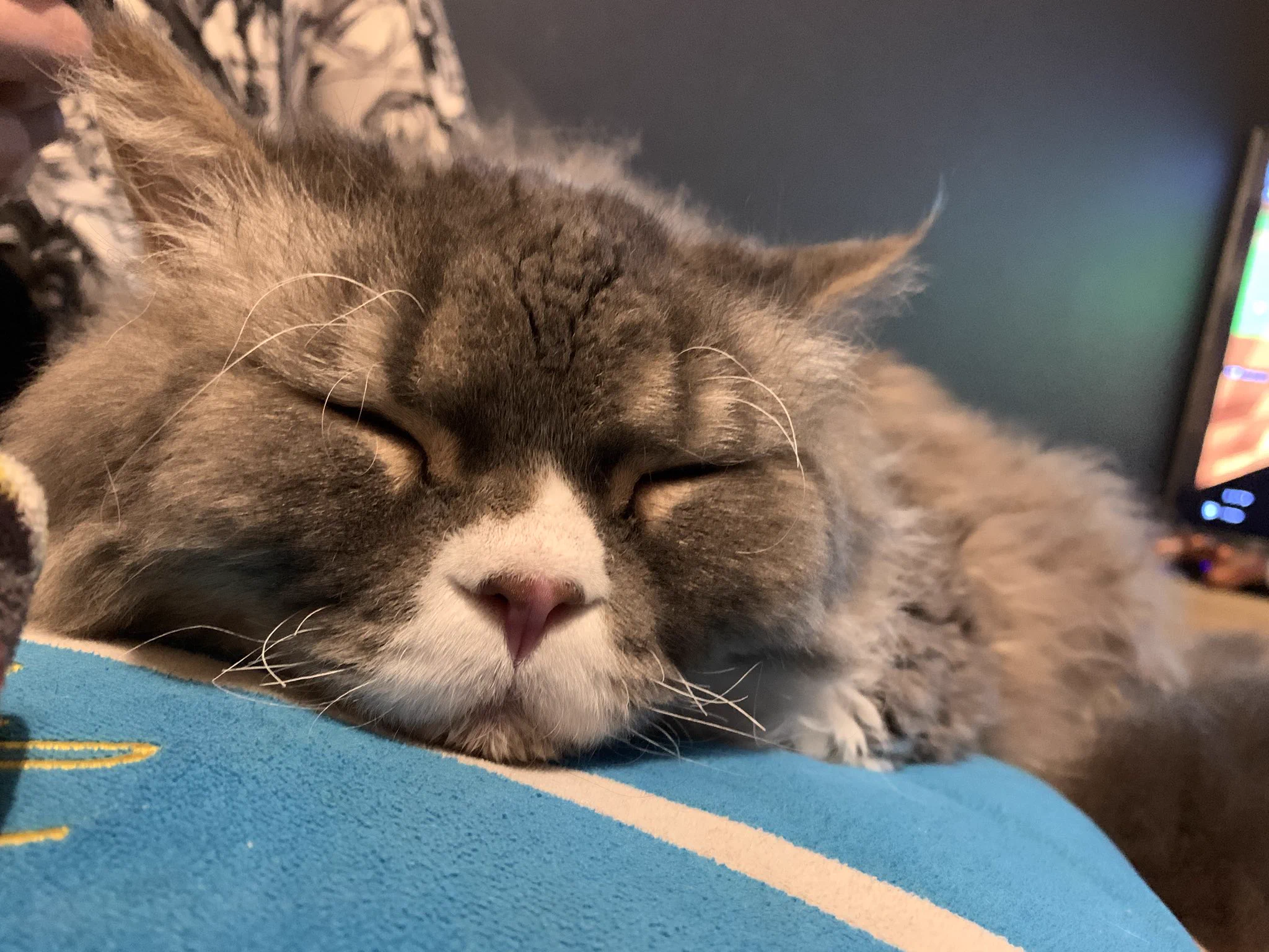 @ulmeme セルカークレックスの雄猫です 