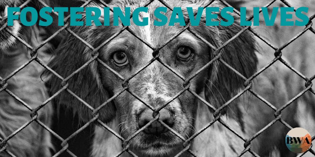 bwanimals's tweet photo. With the pandemic, many shelters and rescue groups may be short-staffed as their employees and volunteers may be sick or afraid of getting sick. Many may no longer have access to the vet clinics and pet shops where they used to keep many of their animal guests. 

[Thread] https://t.co/bs9Xzkhico
