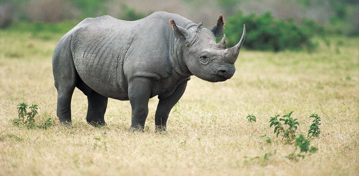 animalsizes's tweet photo. Did you know that the feet of the black rhinoceros are about 9 inches long? That’s around the same size as a human head! Don’t believe it? Just put your head right next to one of their feet to find out! https://t.co/rXMEzXiiwn