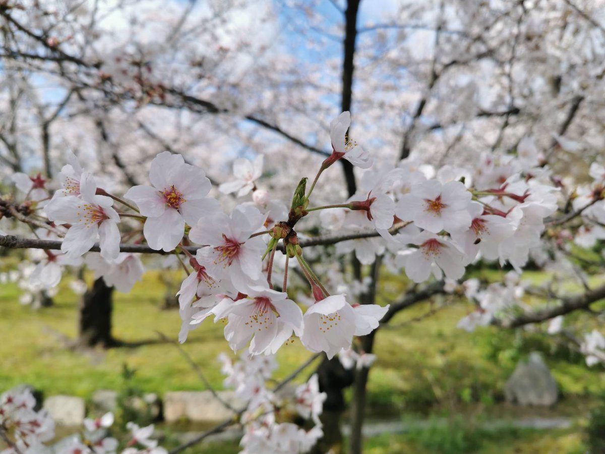 JapaningKYOTO's tweet photo. お久しぶりです。皆様お元気ですか。

インフォメーションセンターのスタッフは、ご利用頂くお客様に向けて、日々取り組んでおります。

一日も早くこの状況が収束することを願っております。
皆様にお会いできる日が早く来きますように。

#京都 #コロナに負けるな  #桜  #京都旅行 #元気をありがとう https://t.co/SGMzrpazp0