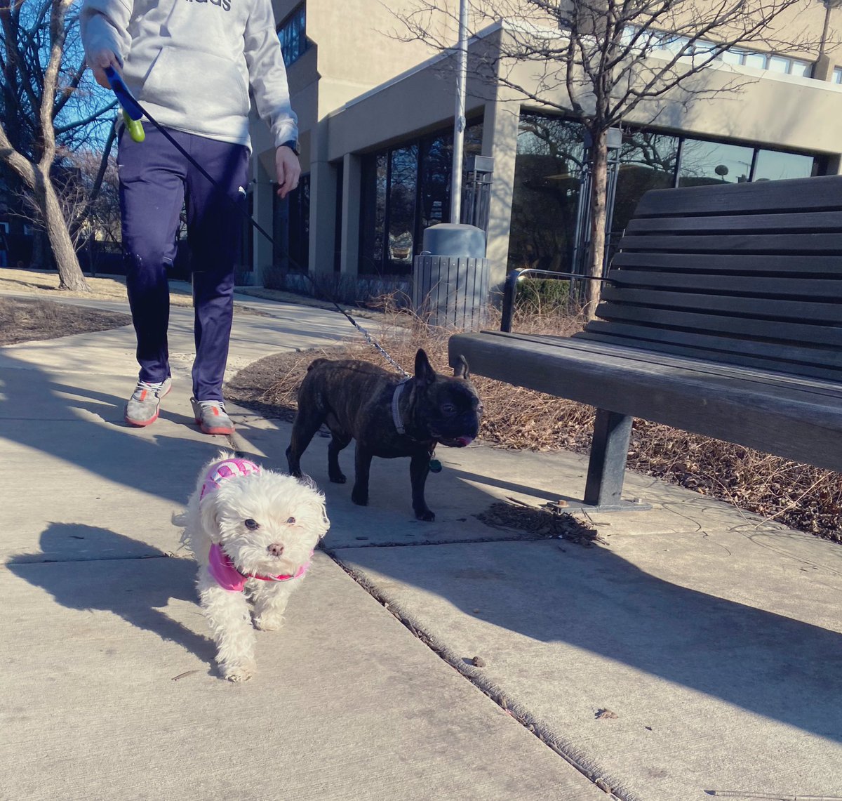 ms_cortes's tweet photo. @MEastSWnPsychs I’m grateful for walks with these cuties 🤩 #MortonPride #OrgulloMorton https://t.co/c2kyGHM8zO