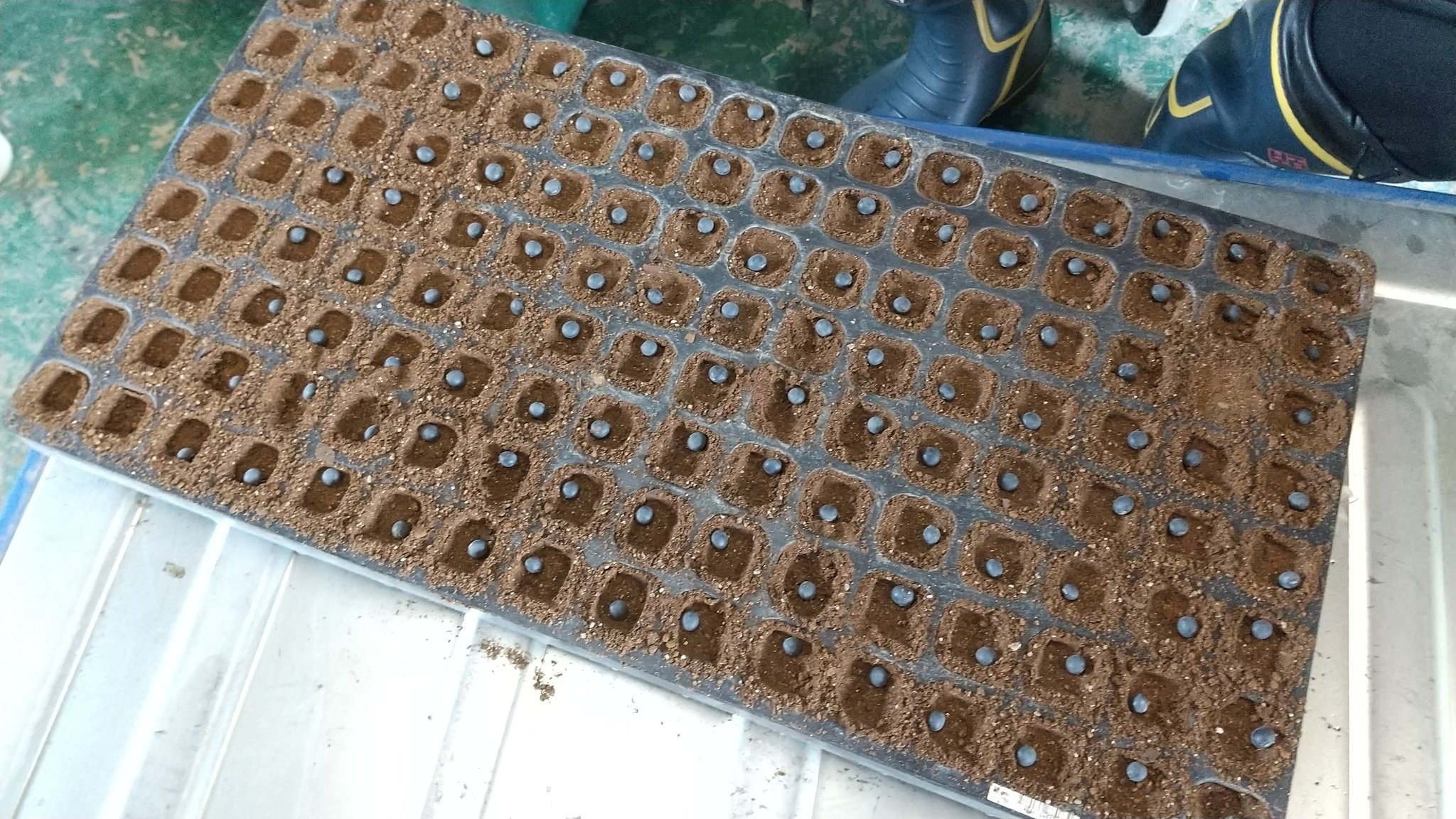 Itoukenzi 友達と枝豆種まき セルトレイの穴はセルトレイの底にテープ貼って窪みに使ってみた