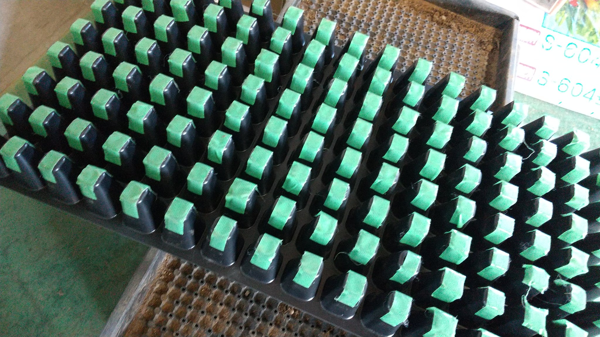 Itoukenzi 友達と枝豆種まき セルトレイの穴はセルトレイの底にテープ貼って窪みに使ってみた