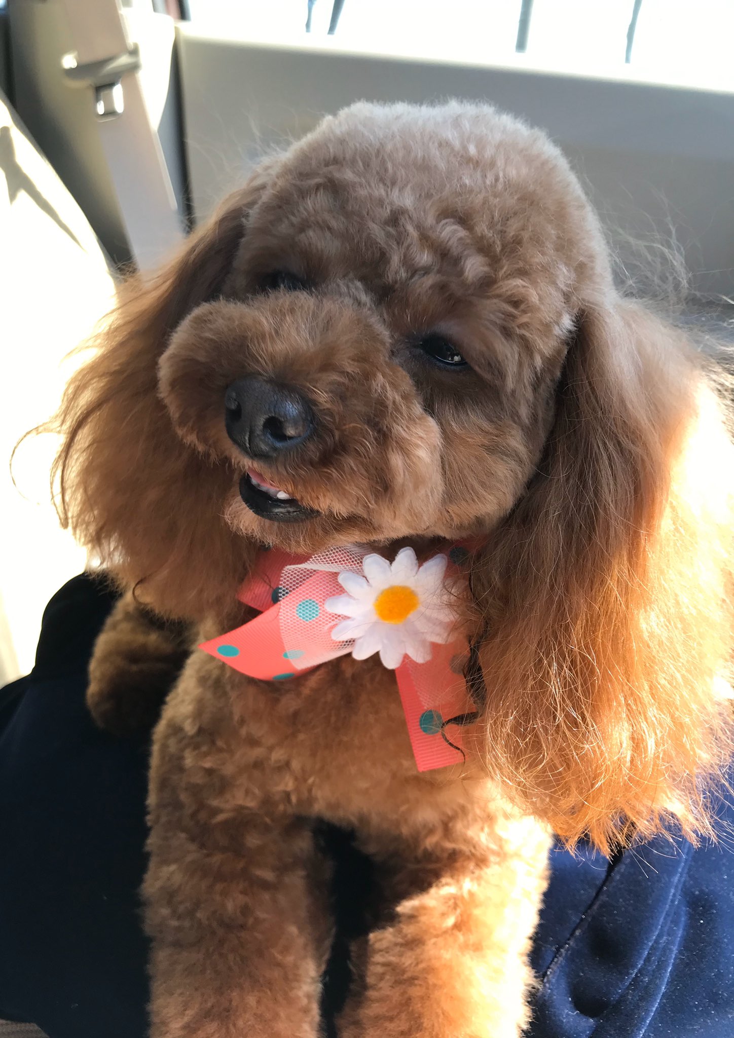 変顔犬 Twitter Search Twitter