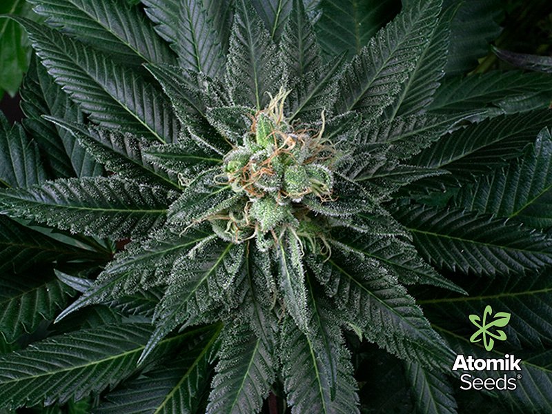 AtomikSeeds's tweet photo. What are the best fertilizers for growing cannabis? Read more at our blog here:
https://t.co/xgsCWncVIt https://t.co/ituek3SDSg