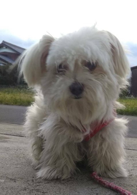 首輪のtwitterイラスト検索結果 古い順