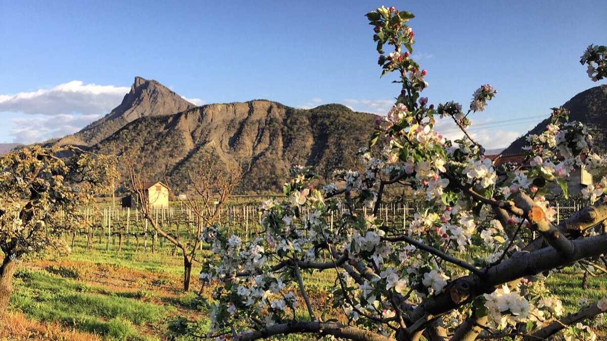 Faire du vin à la montagne ☺️🙏💕...

#IGPHautesAlpes #VinDAltitude #VinDeMontagne #PureAlpes #MyHautesAlpes #CeuxQuiFontLeVin #LaVigneContinue #fenetreouverte