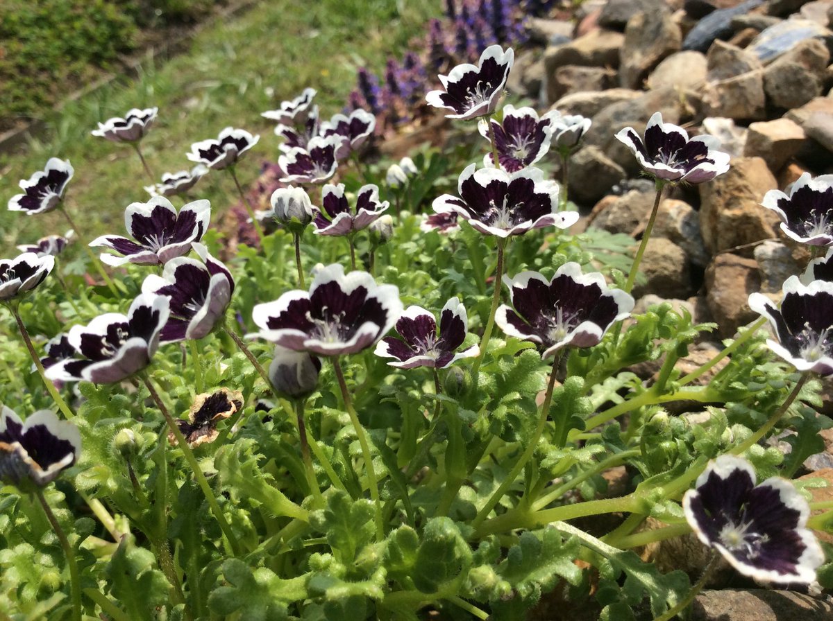 ネモフィラペニーブラック ネモフィラペニーブラック