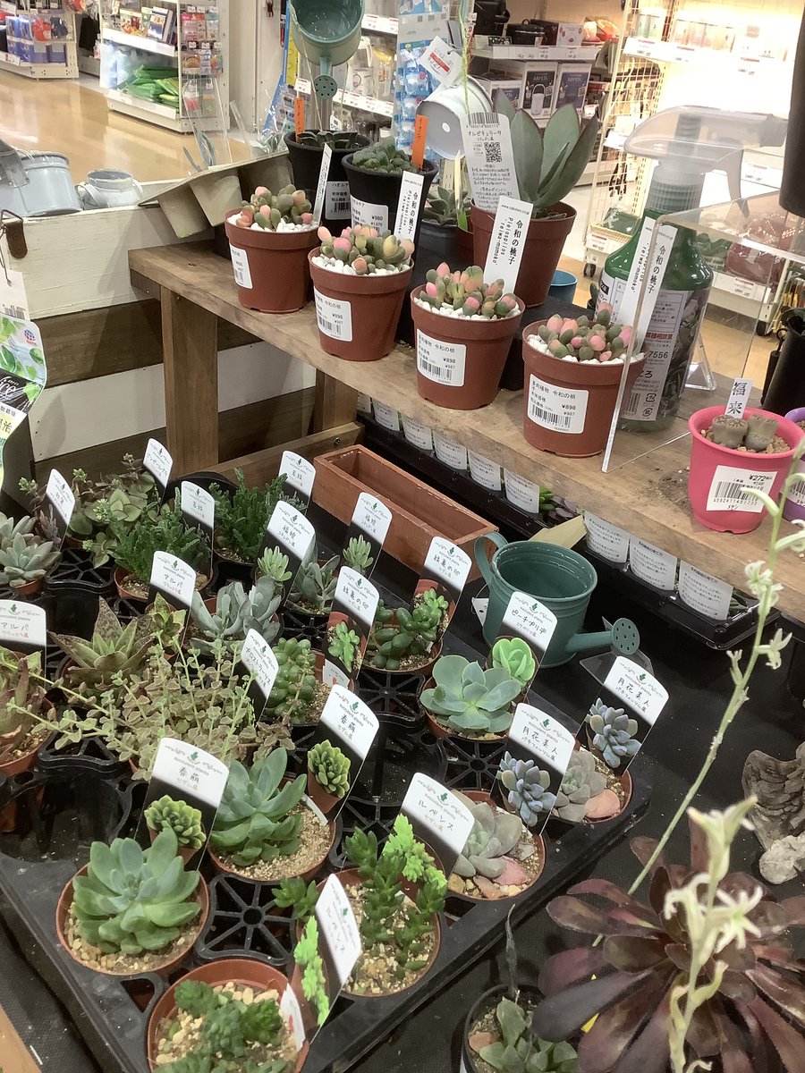 キリン 川崎ラゾーナ内のホームセンターユニディに 用 の外出 観葉植物売り場の多肉ちゃんに癒される キリン 川崎ラゾーナ内のホームセンターユニディに 用 の外出 観葉植物売り場の多肉ちゃんに癒される