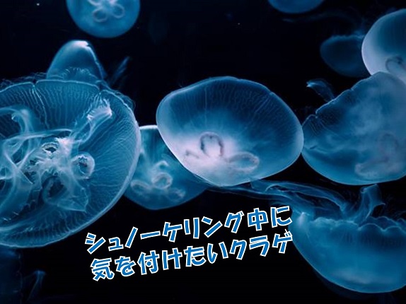 クラゲが発生するのが、8月から9月頃。
気軽なシュノーケリングであっても、クラゲの発生には要注意！今回は安全にシュノーケリングを楽しむためのクラゲ対策についてご紹介！
詳しくはこちらをご覧ください(^ー^)
lapice.biz/info/guide/878…