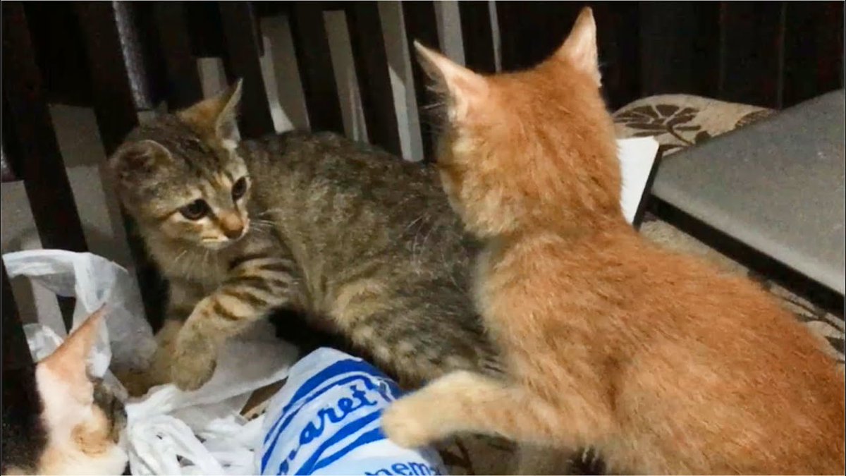 MeowMoeDotCom's tweet photo. Angry #Kittens Fighting And ...
#Cats #Cat #Kittens #Kitten #Kitty #Pets #Pet #Meow #Moe #CuteCats #CuteCat #CuteKittens #CuteKitten #MeowMoe
#AnakKucing #AngryCat #AngryKitten #AngryKittenHissing #Cat #CatAngry #CatFight
https://t.co/o7k6yzgxtk
. https://t.co/phSWPI7WgU